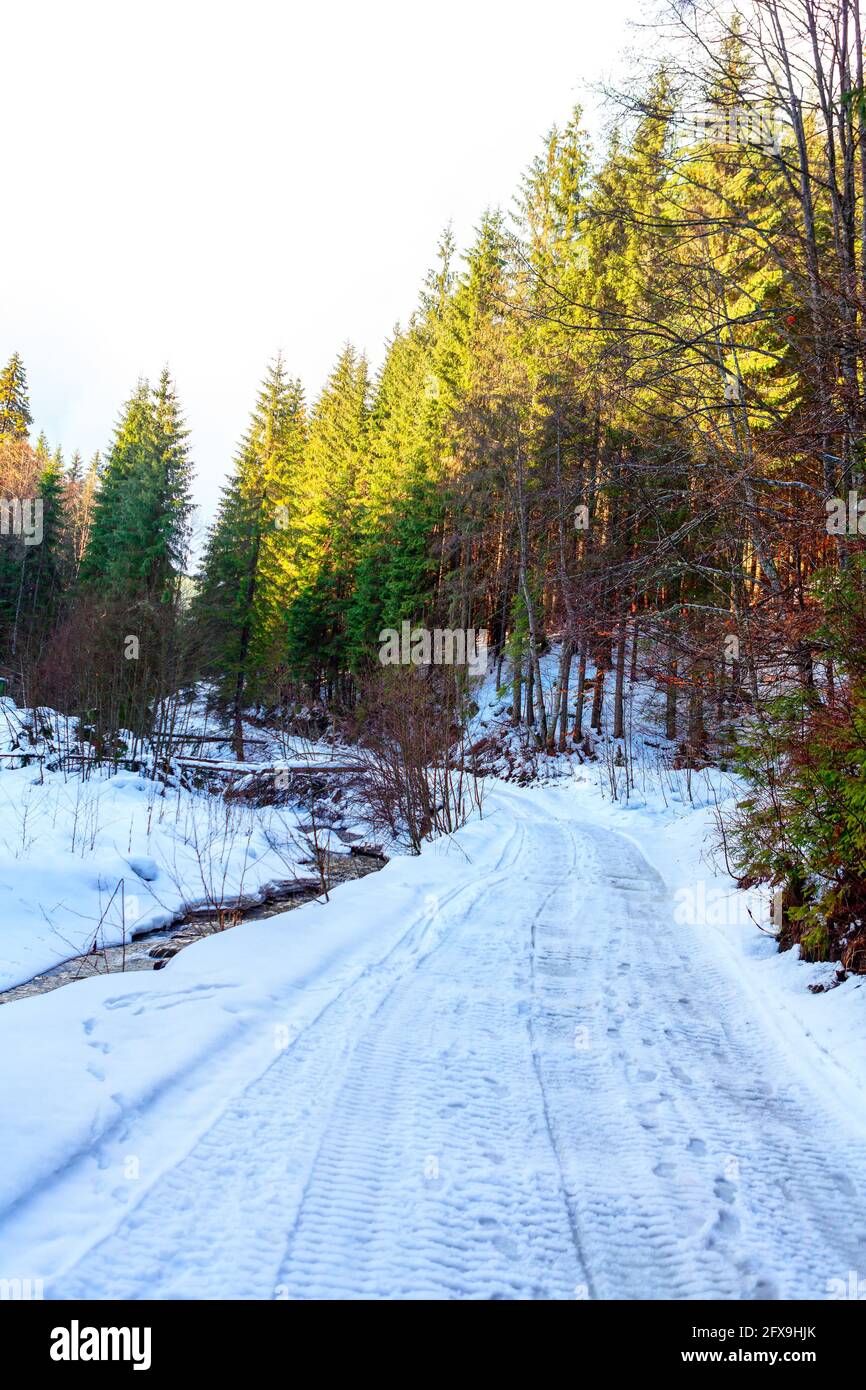 Snowy forest path tall trees hi-res stock photography and images - Alamy