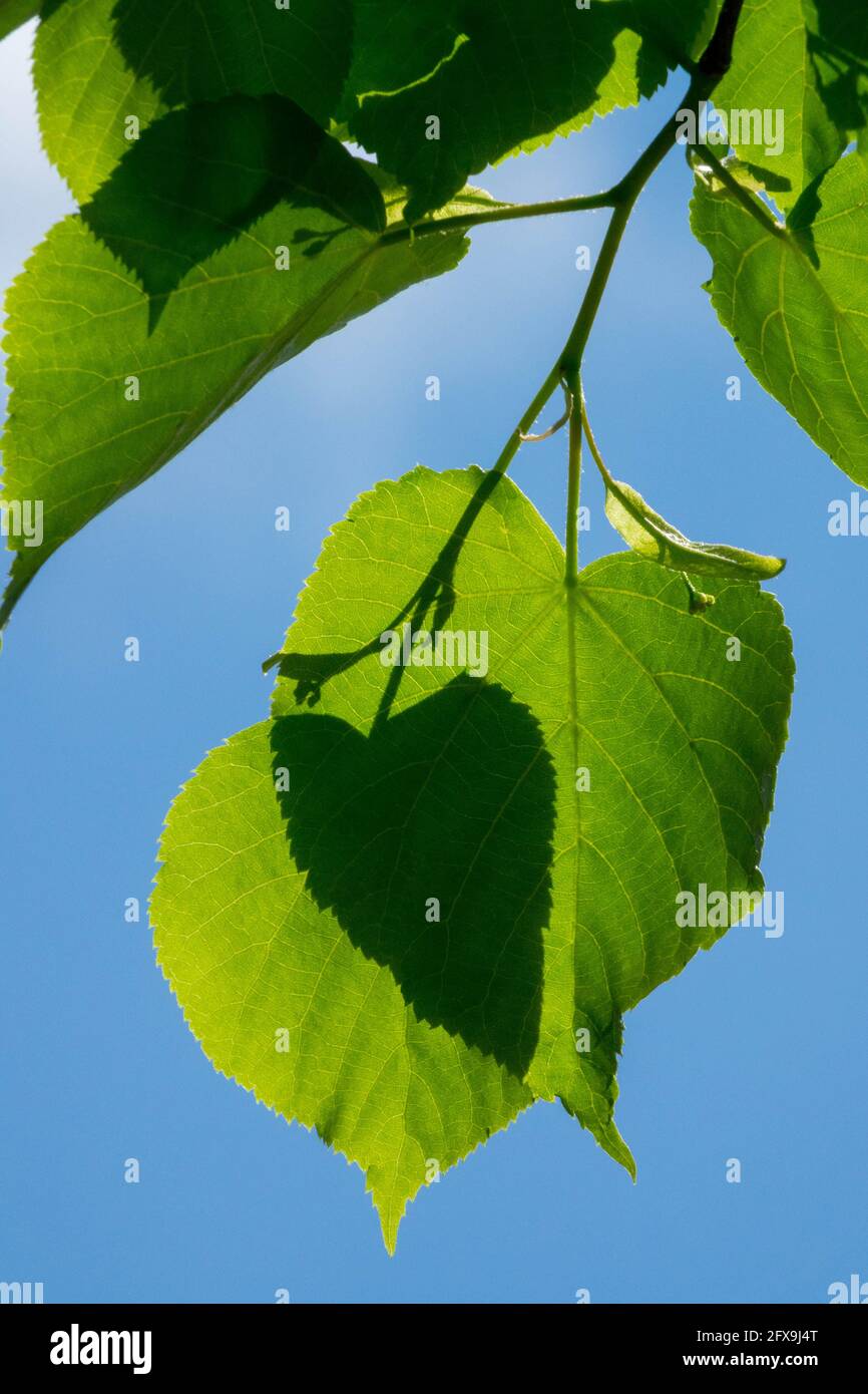 Small-leaved lime leaves Tilia cordata Stock Photo