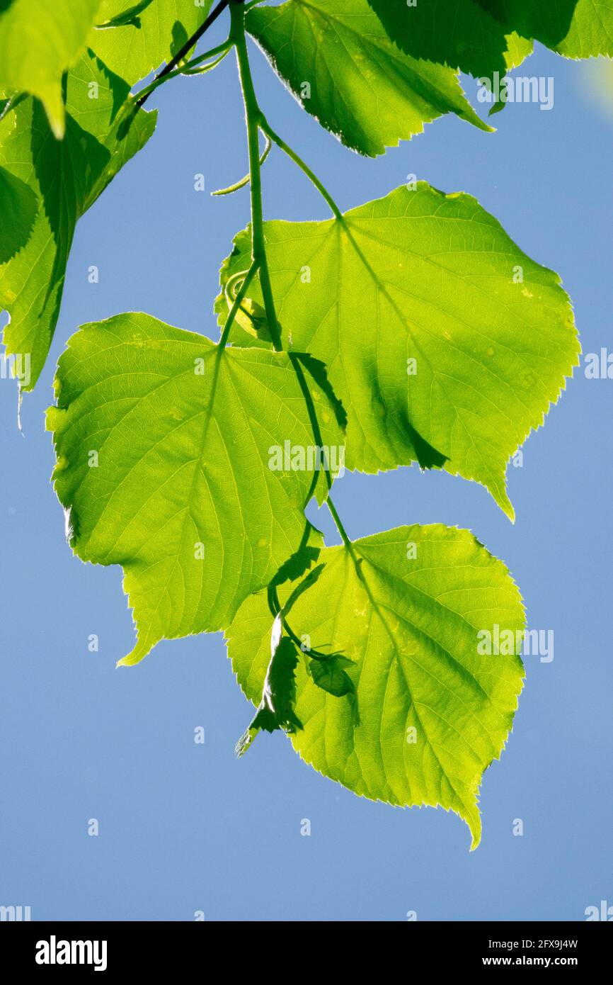 Little-Leaf Linden leaves Tilia cordata Stock Photo