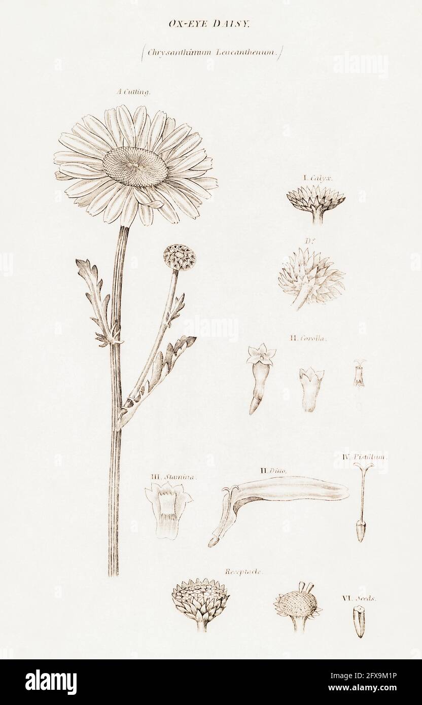 Copperplate botanical illustration of Oxeye Daisy / Leucanthemum vulgare, Chrysanthemum leucanthemum from Robert Thornton's British Flora, 1812. Stock Photo