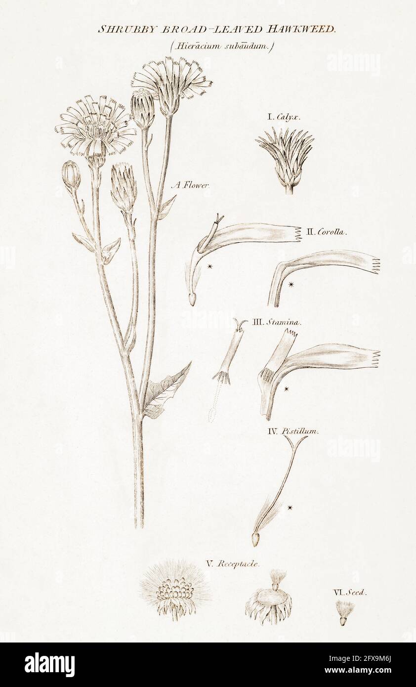 Copperplate botanical illustration of Savoy Hawkweed / Hieracium subaudum from Robert Thornton's British Flora, 1812. Stock Photo