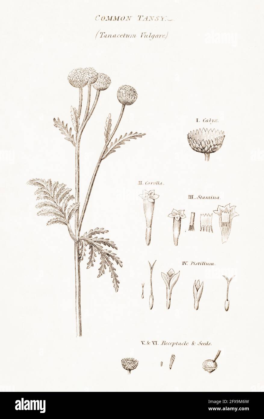 Copperplate botanical illustration of Tansy / Tanacetum vulgare from Robert Thornton's British Flora, 1812. Once used as medicinal plant & in cooking. Stock Photo