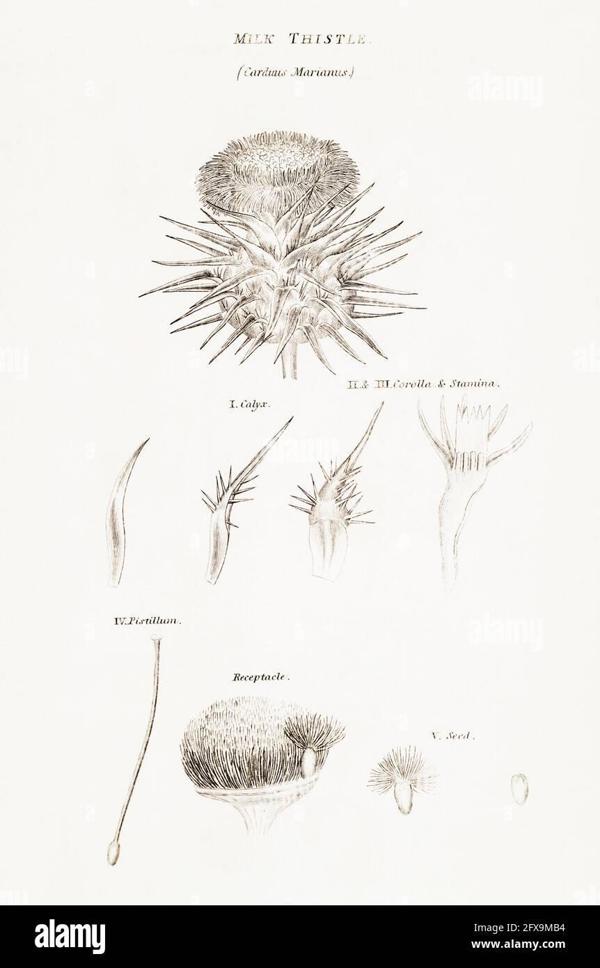 Copperplate botanical illustration of Milk Thistle / Silybum marianum from Robert Thornton's British Flora, 1812. Used for food and medicinal remedies Stock Photo
