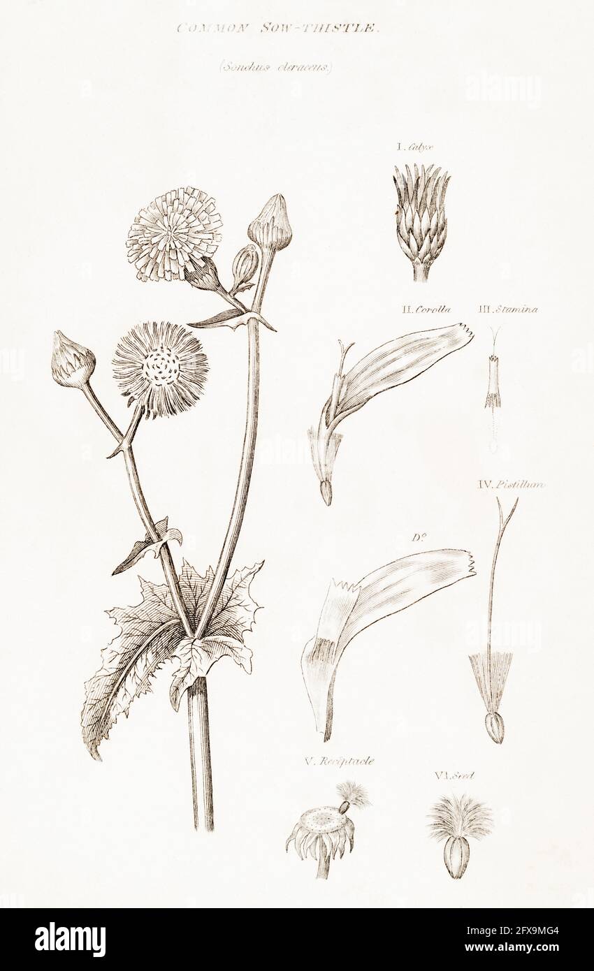 Copperplate botanical illustration of Smooth Sow-thistle / Sonchus oleraceus from Robert Thornton's British Flora, 1812. Once used as medicinal plant Stock Photo