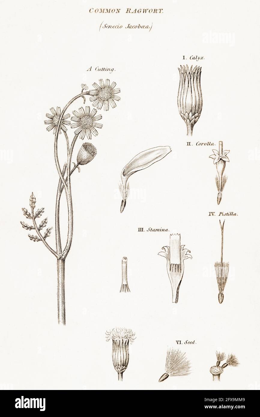 Copperplate botanical illustration of Common Ragwort / Senecio jacobaea, Jacobaea vulgaris from Robert Thornton's British Flora, 1812. Medicinal plant Stock Photo