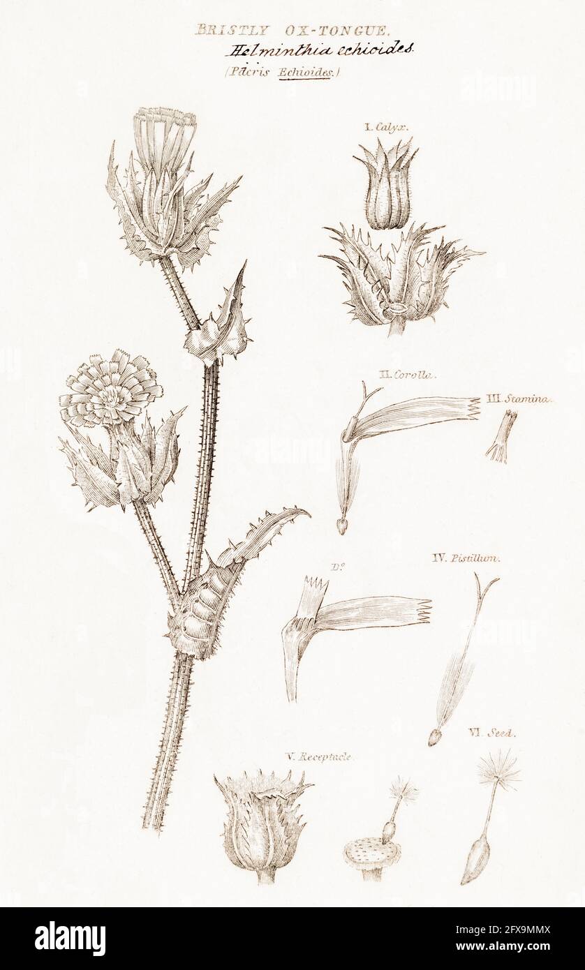 Copperplate botanical illustration of Bristly Ox-Tongue / Helminthotheca echioides from Robert Thornton's British Flora, 1812. Former medicinal plant. Stock Photo