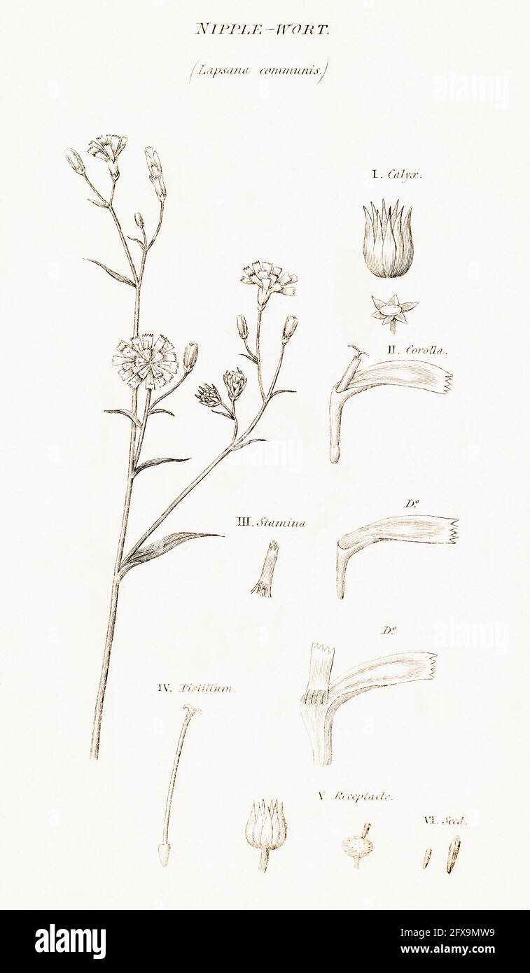 Copperplate botanical illustration of Nipplewort / Lapsana communis from Robert Thornton's British Flora, 1812. Once used for medicine and food. Stock Photo