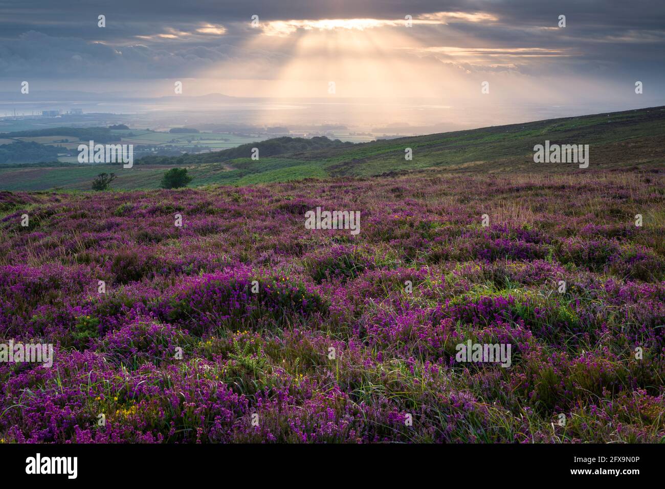 Bell heather on Longstone Hill in the Quantock Hills National Landscape with the Bristol Channel beyond, Somerset, England. Stock Photo