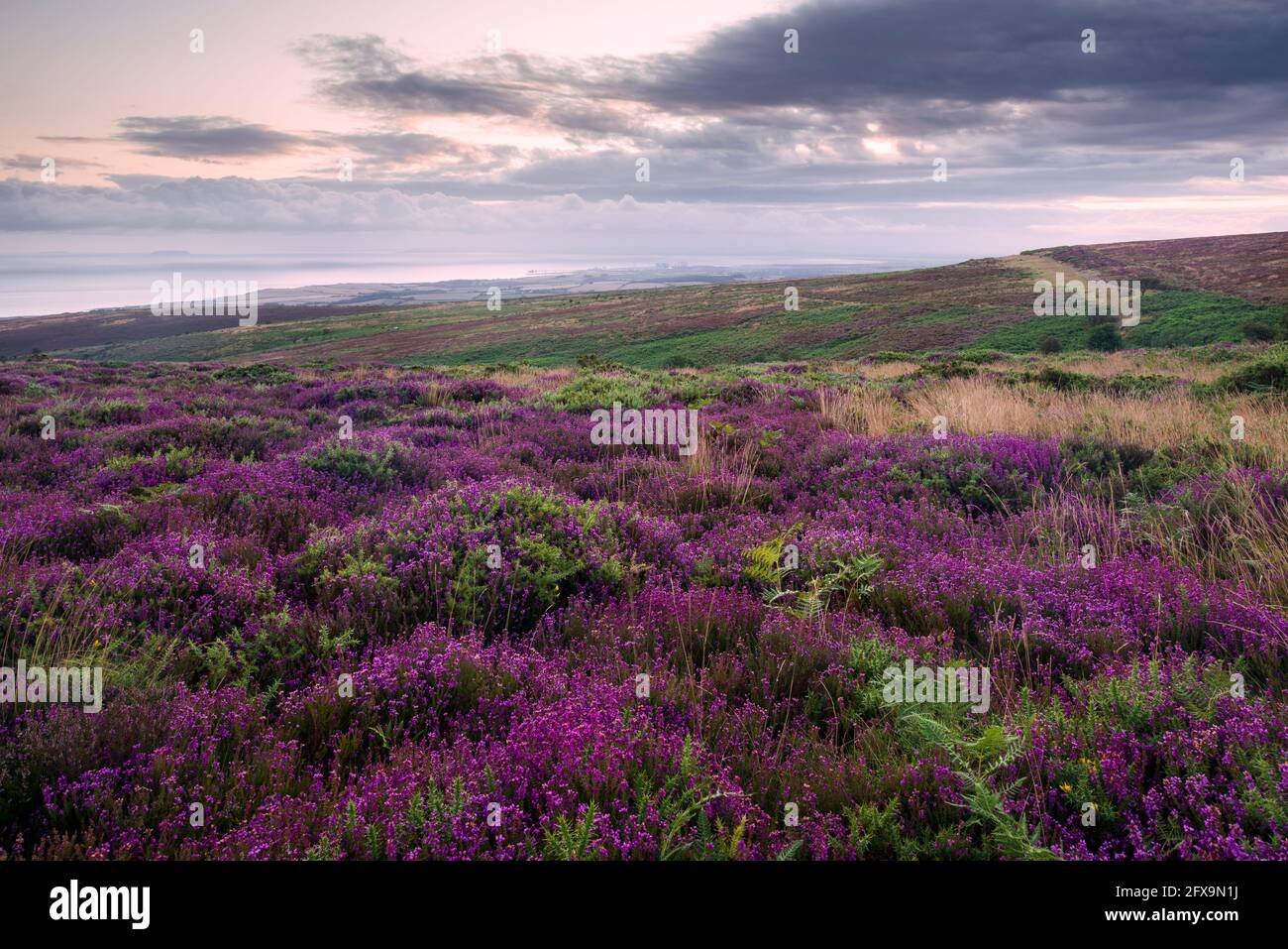 Bell heather on Beacon Hill in the Quantock Hills National Landscape with the Bristol Channel beyond, Somerset, England. Stock Photo