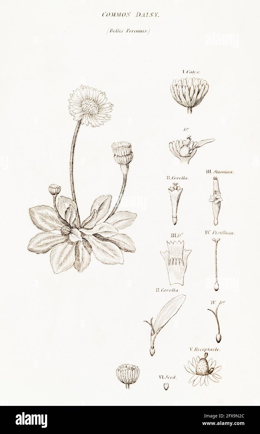 Copperplate botanical illustration of Daisy / Bellis perennis from Robert Thornton's British Flora, 1812. Once used as a medicinal plant in remedies. Stock Photo