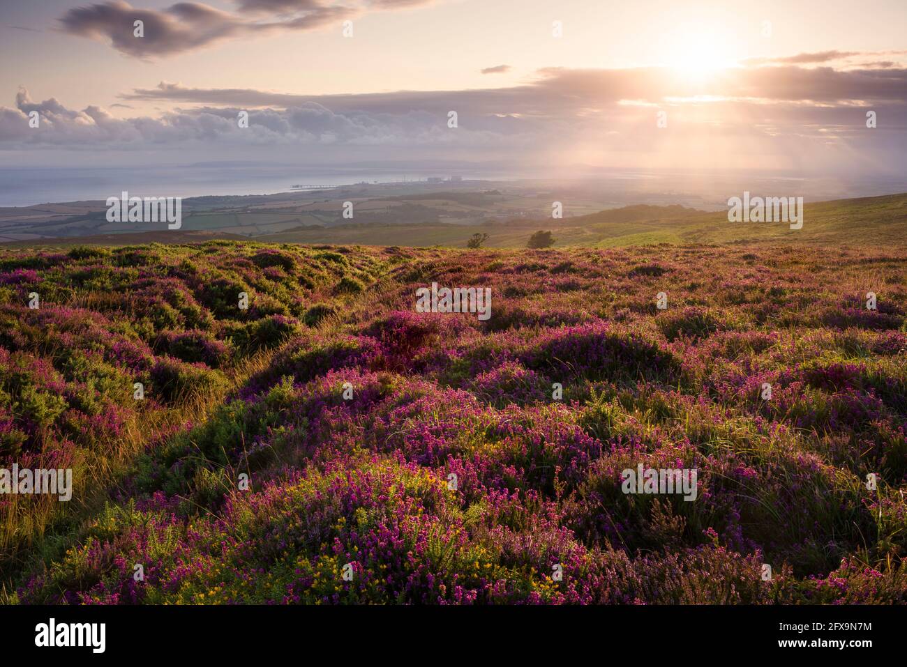 Bell heather on Longstone Hill in the Quantock Hills National Landscape with the Bristol Channel beyond, Somerset, England. Stock Photo