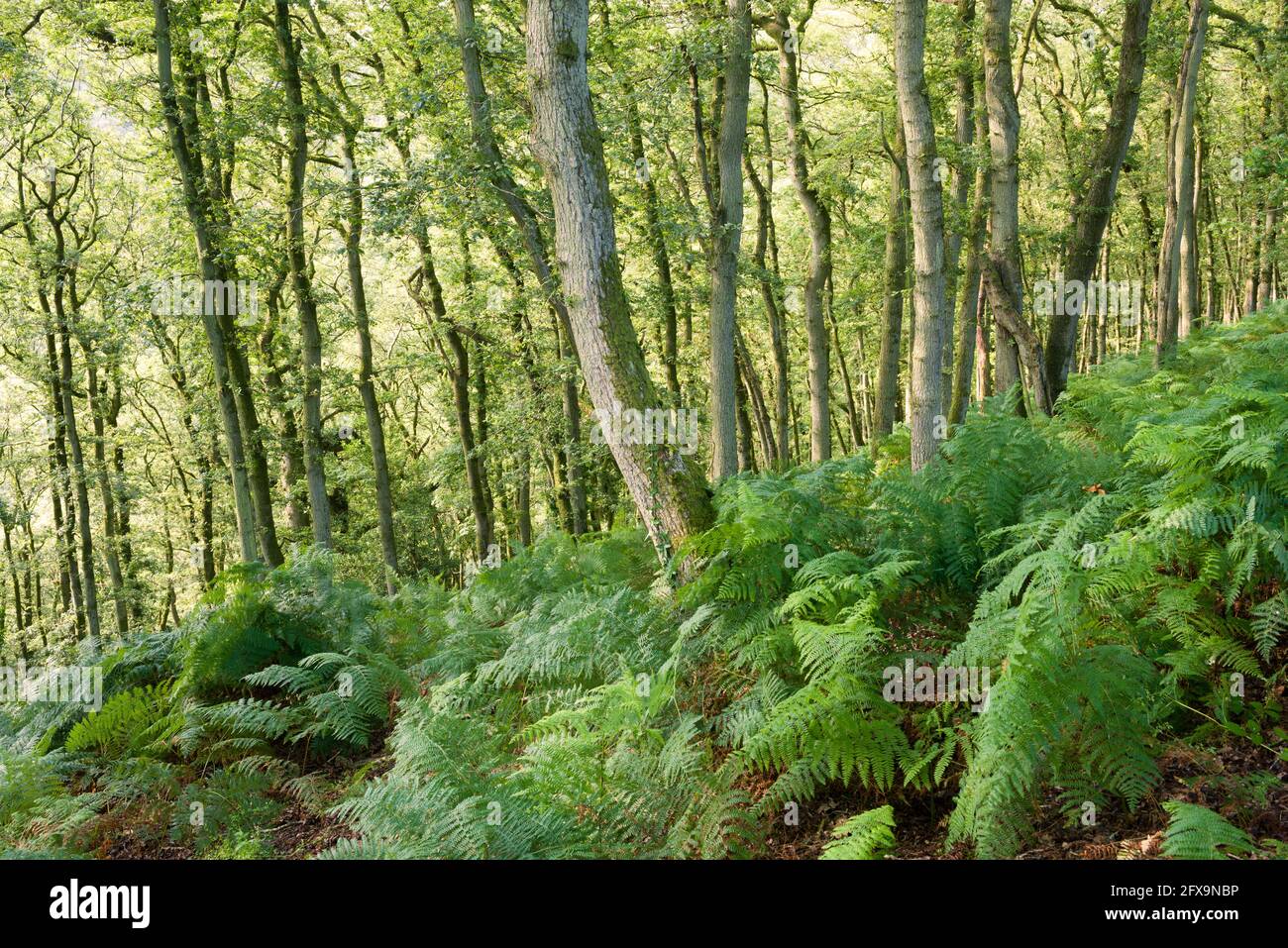 Woodland Landscape England Hi res Stock Photography And Images Alamy woodland-landscape-england-hi-res-stock-photography-and-images-alamy