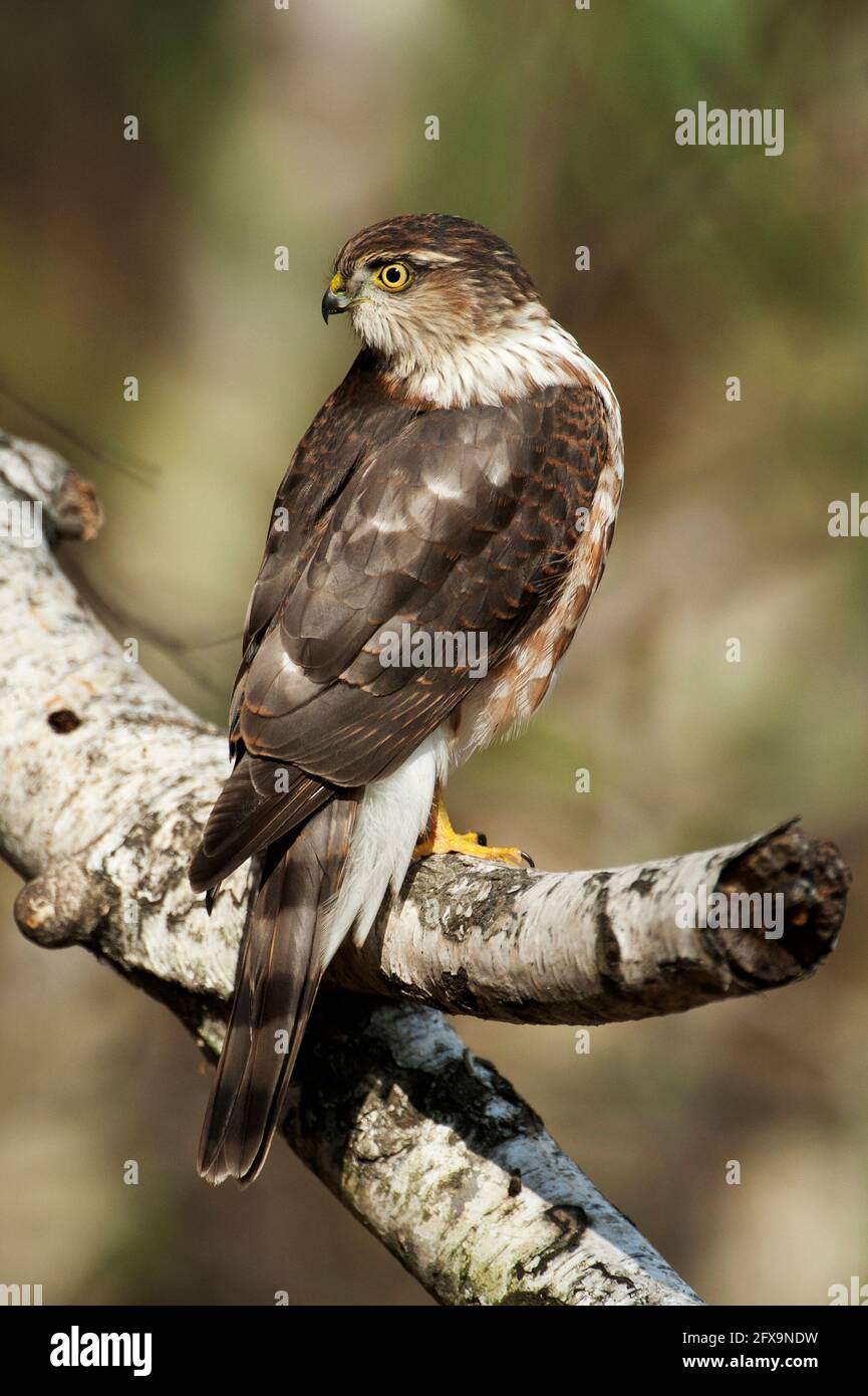Juvenile sharp-shinned hawk Stock Photo - Alamy