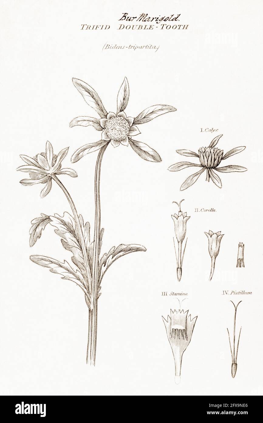 Copperplate botanical illustration of Bur-Marigold / Bidens tripartita from Robert Thornton's British Flora, 1812. Once used as a medicinal plant. Stock Photo
