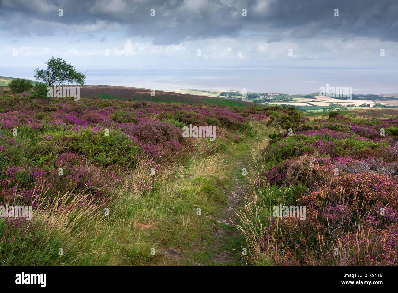A path through flowering heather on Longstone Hill in the Quantock Hills National Landscape with the Bristol channel beyond, Somerset, England. Stock Photo