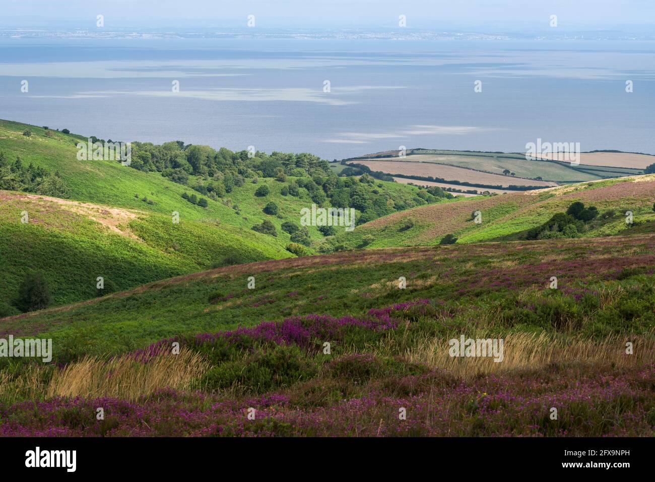 Dens Combe in the Quantock Hills Area of Outstanding Natural Beauty with the Bristol channel beyond, Somerset, England. Stock Photo