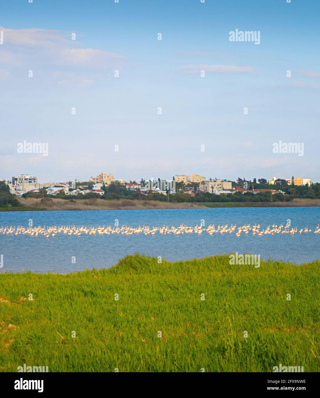 Flamingos on a lake. Larnaca city in the background. Cyprus Stock Photo