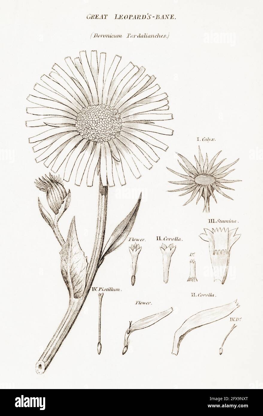 Copperplate botanical illustration of Leopard's Bane / Doronicum pardalianches from Robert Thornton's British Flora, 1812. Former medicinal plant. Stock Photo