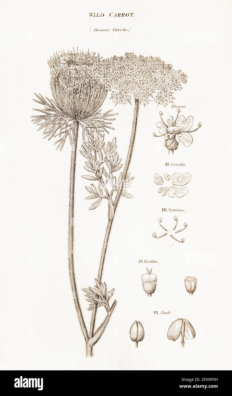 Copperplate botanical illustration of Wild Carrot / Daucus carota from Robert Thornton's British Flora, 1812. Once used as food & for medicine. Stock Photo