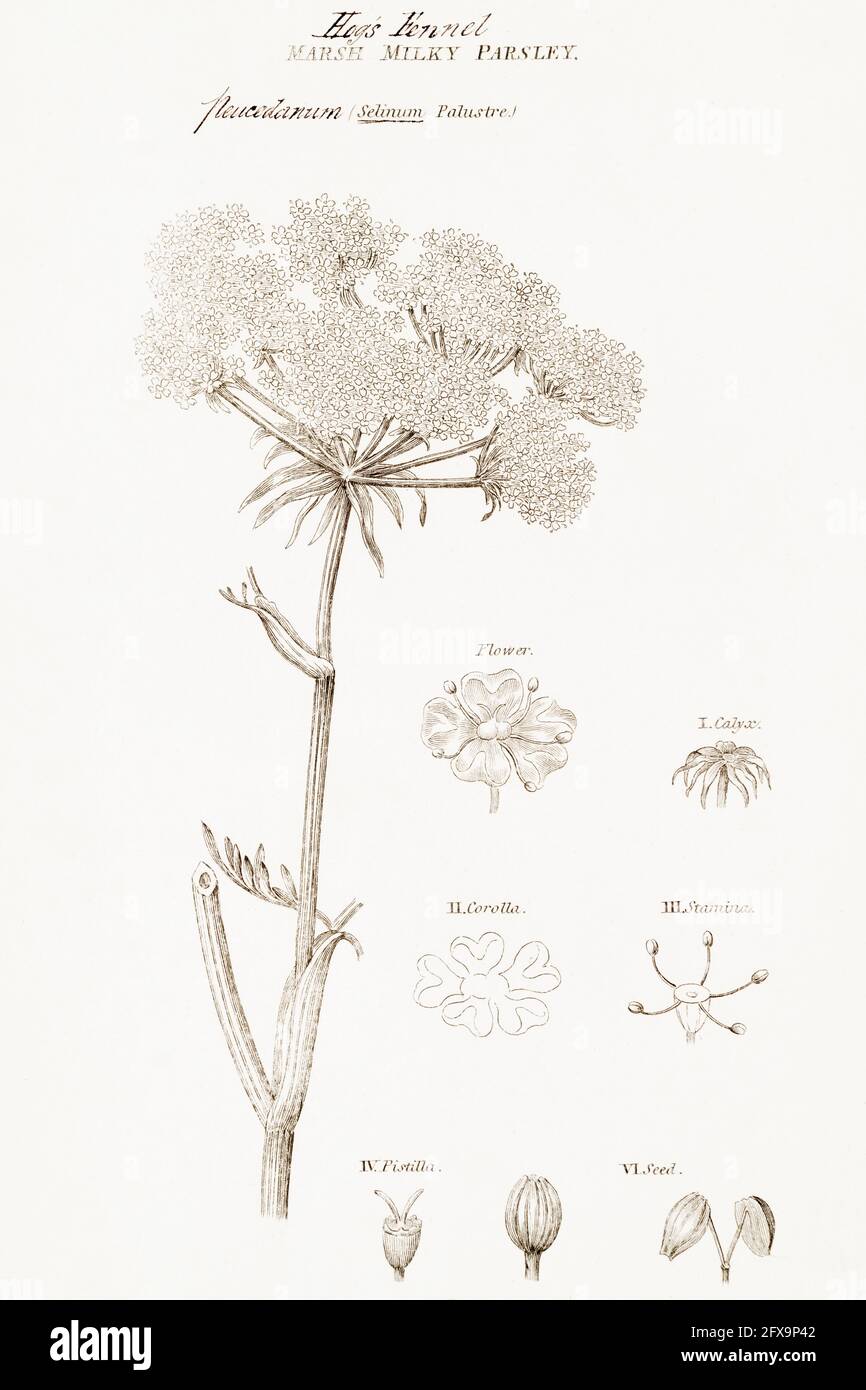 Copperplate botanical illustration of Hogs Fennel / Peucedanum officinale from Robert Thornton's British Flora, 1812. Once used as a medicinal plant. Stock Photo