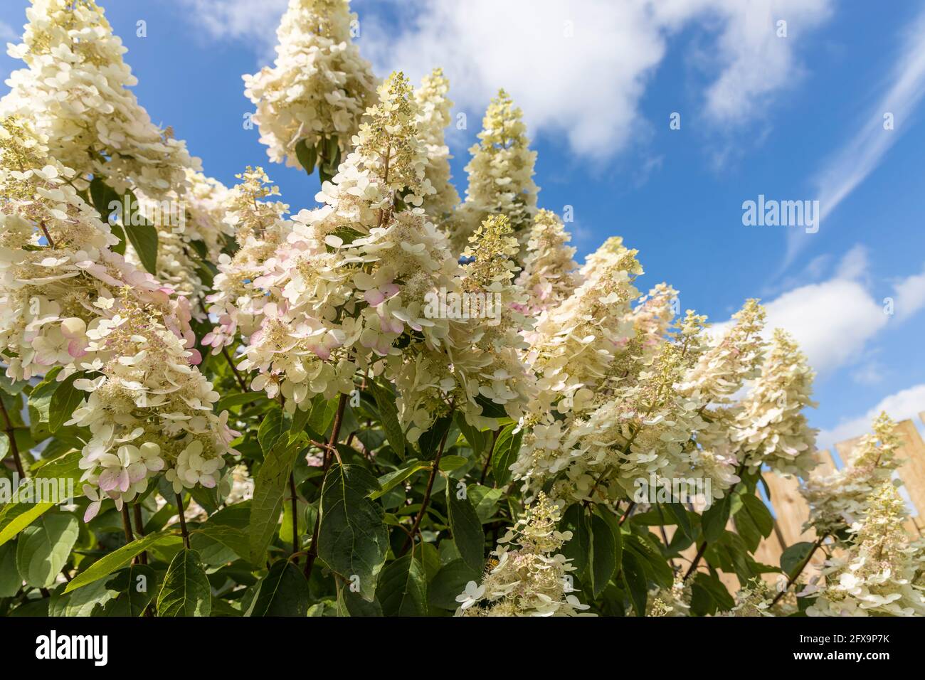 Large clusters or white Hydrangea paniculata or the panicled hydrangea. Stock Photo