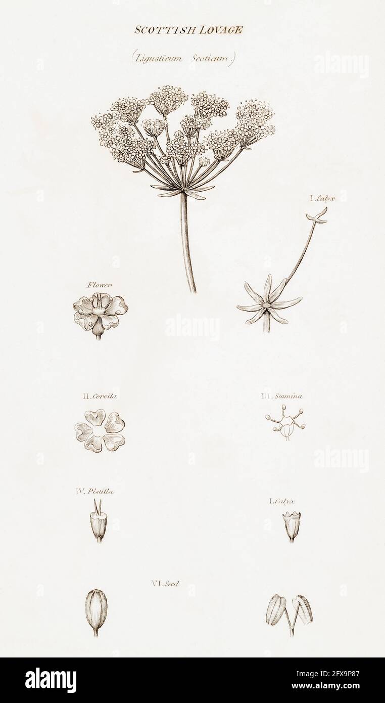 Copperplate botanical illustration of Scots Lovage / Ligusticum Scoticum from Robert Thornton's British Flora, 1812. Old food & medicinal  plant. Stock Photo