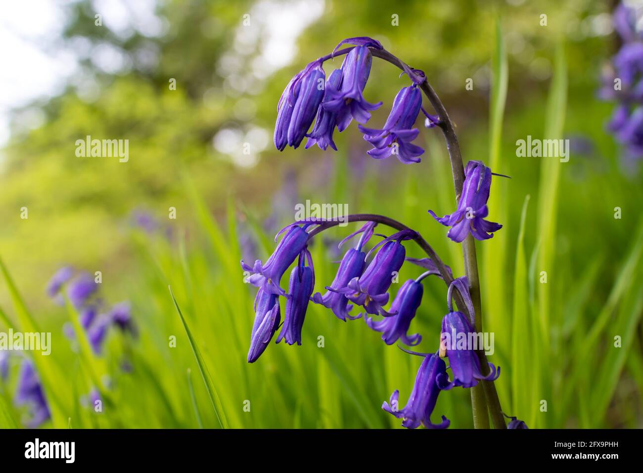 Common Garden Flower Uk High Resolution Stock Photography And Images Alamy