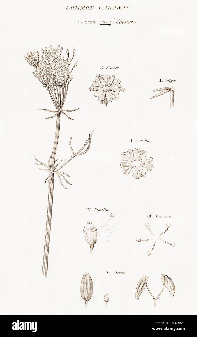Copperplate botanical illustration of Caraway / Carum carvi from Robert Thornton's British Flora, 1812. Once used as a medicinal plant in remedies. Stock Photo