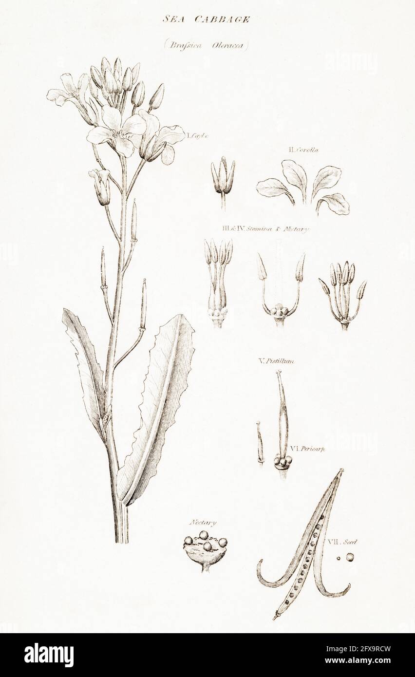Copperplate botanical illustration of Sea Cabbage / Brassica oleracea from Robert Thornton's British Flora, 1812. Former food and medicine plant. Stock Photo