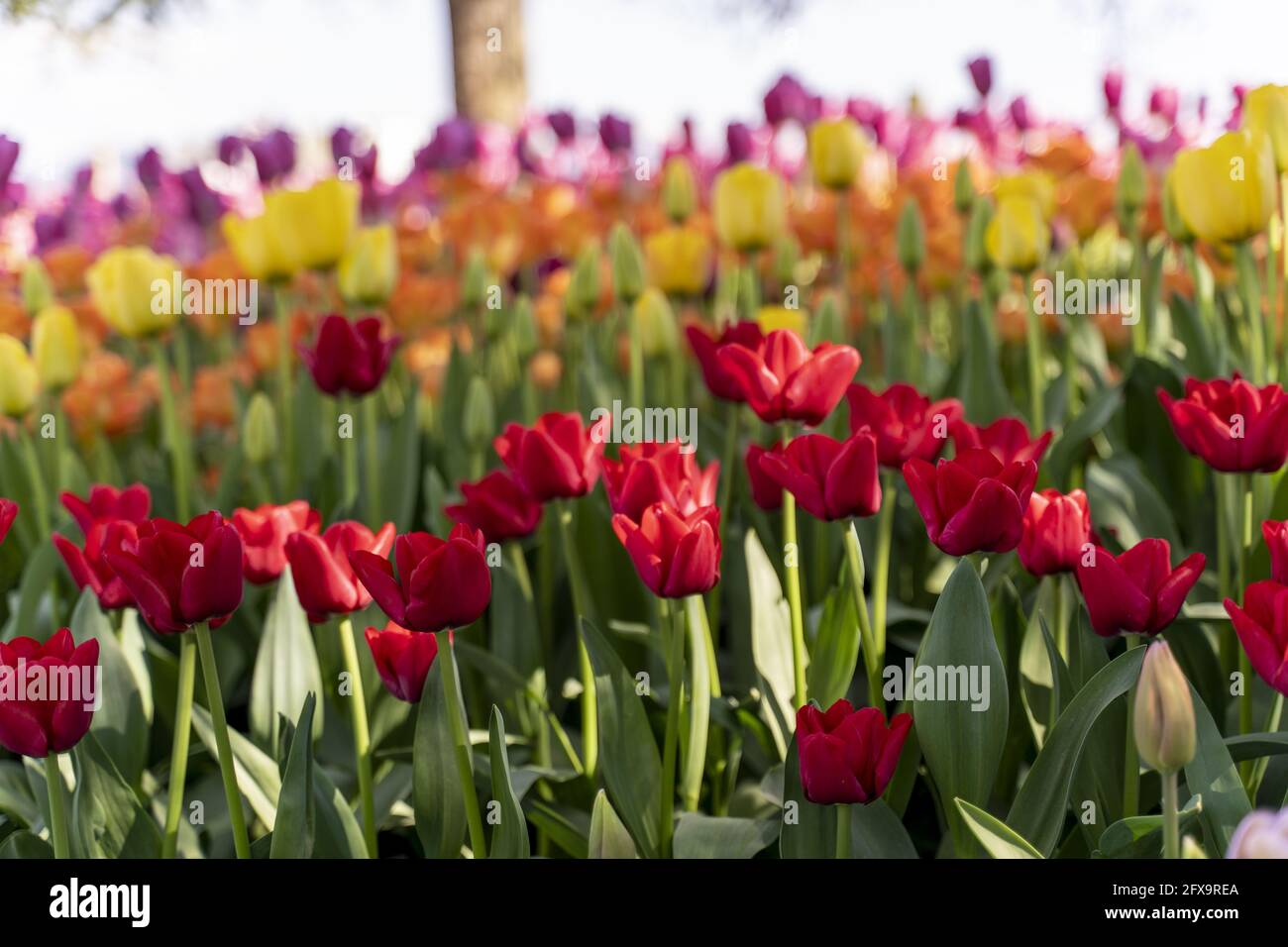 Beautiful scenery of a field of colorful tulips Stock Photo - Alamy