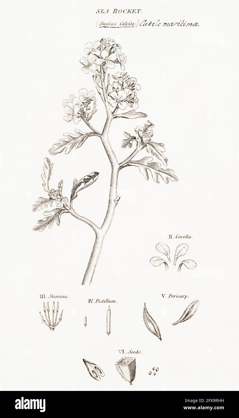 Copperplate botanical illustration of Sea Rocket / Cakile maritima from Robert Thornton's British Flora, 1812. Stock Photo