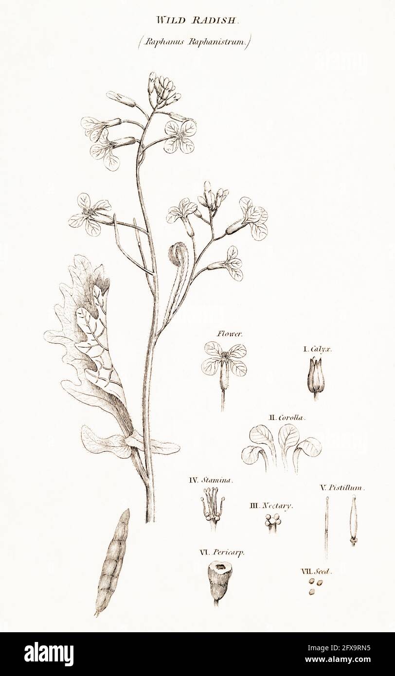 Copperplate botanical illustration of Wild Radish / Raphanus raphanistrum from Robert Thornton's British Flora, 1812. Once used as medicnal plant. Stock Photo