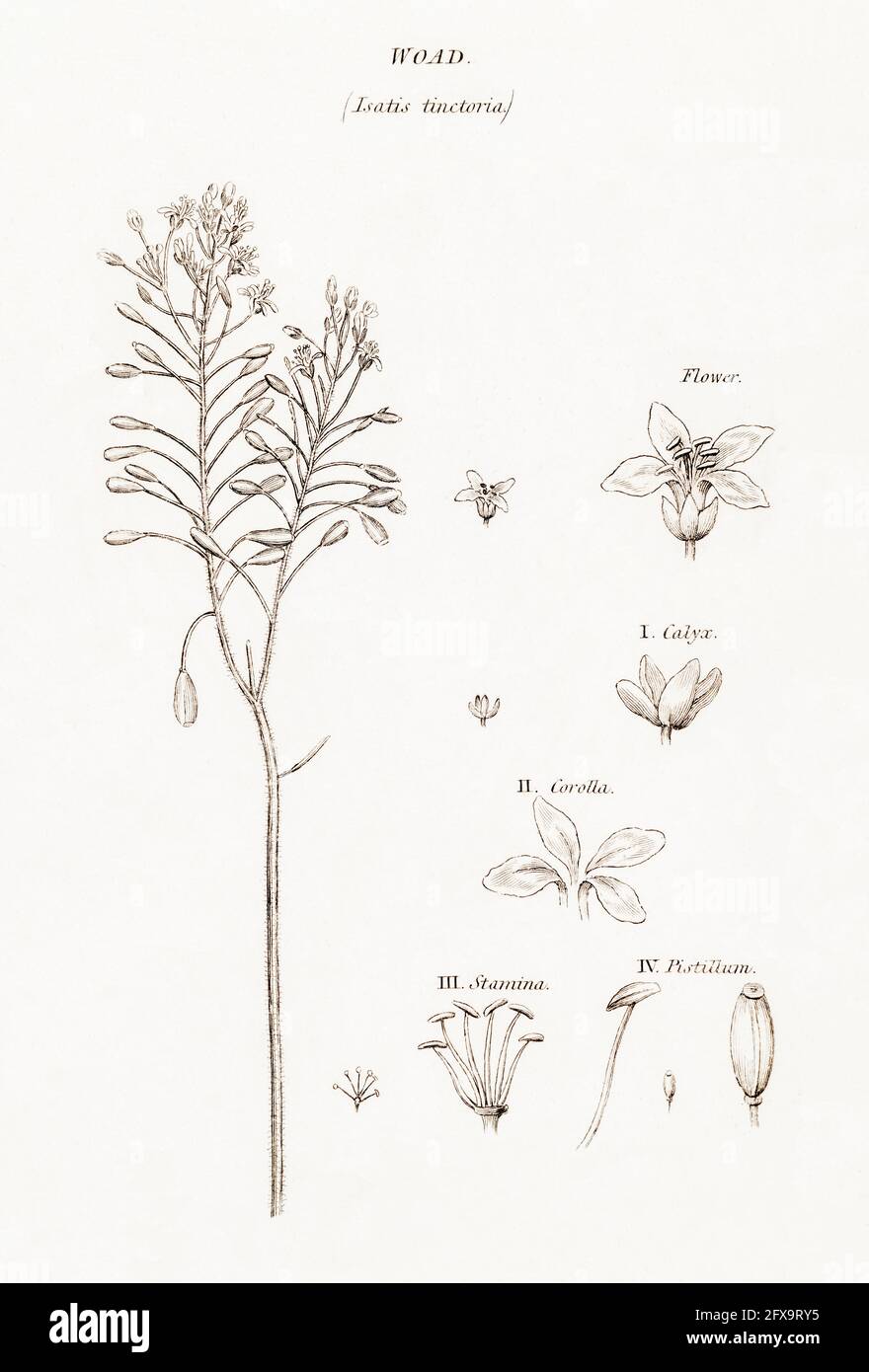 Copperplate botanical illustration of Woad / Isatis tinctoria from Robert Thornton's British Flora, 1812. Former dye plant. Stock Photo