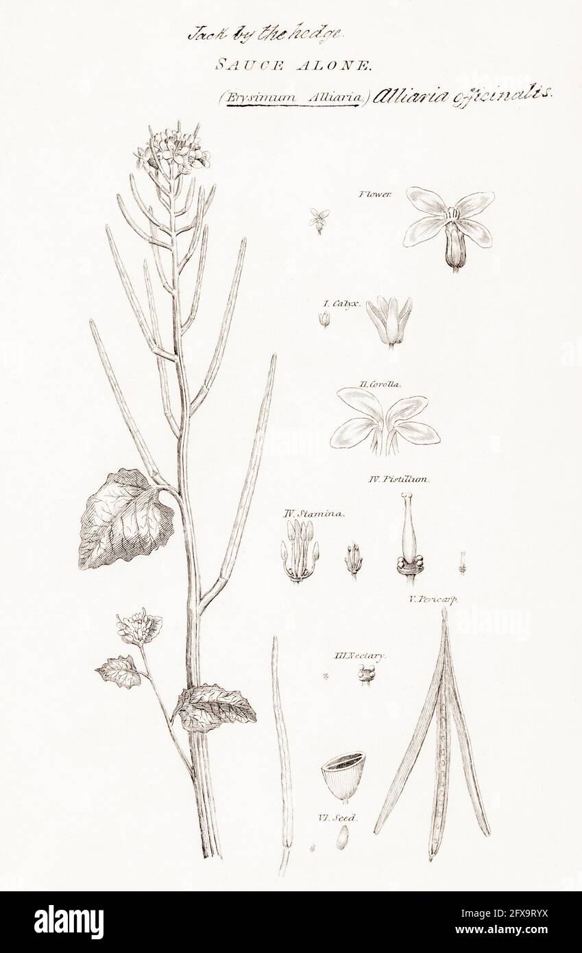 Copperplate botanical illustration of Hedge Garlic / Alliaria petiolata from Robert Thornton's British Flora, 1812. Once used as a medicinal plant. Stock Photo