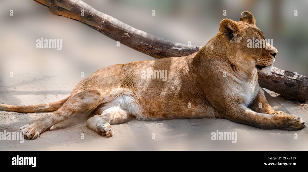 Lioness lying down on blurred sandy background. Full length portrait. Close view on relaxed lion female with selective focus. Wild animals watching, b Stock Photo
