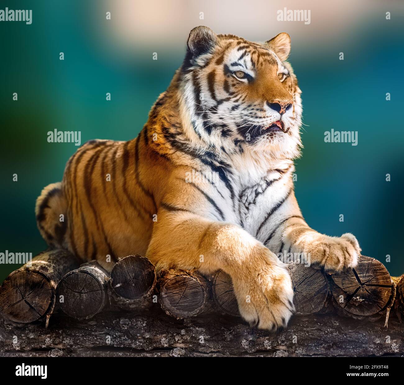 Siberian or Amur tiger with black stripes lying down on wooden deck. Full size portrait looking right. Close view with green blurred background. Wild Stock Photo