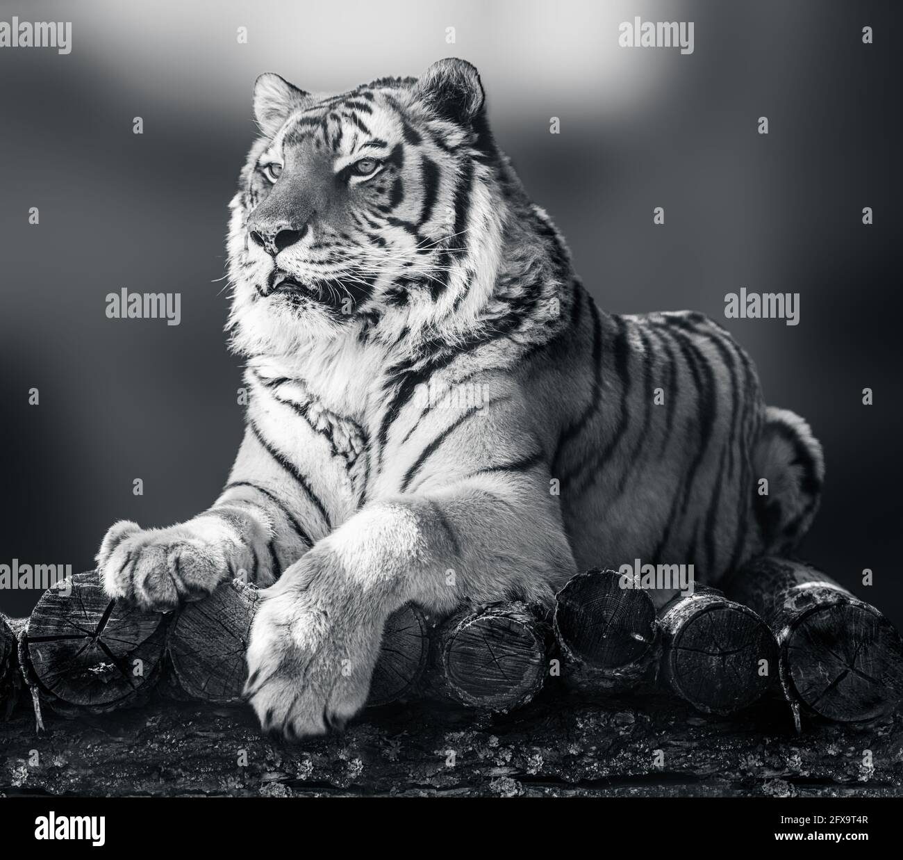 Siberian or Amur tiger with black stripes lying down on wooden deck. Full size grayscale portrait. Black and white with blurred background. Wild anima Stock Photo