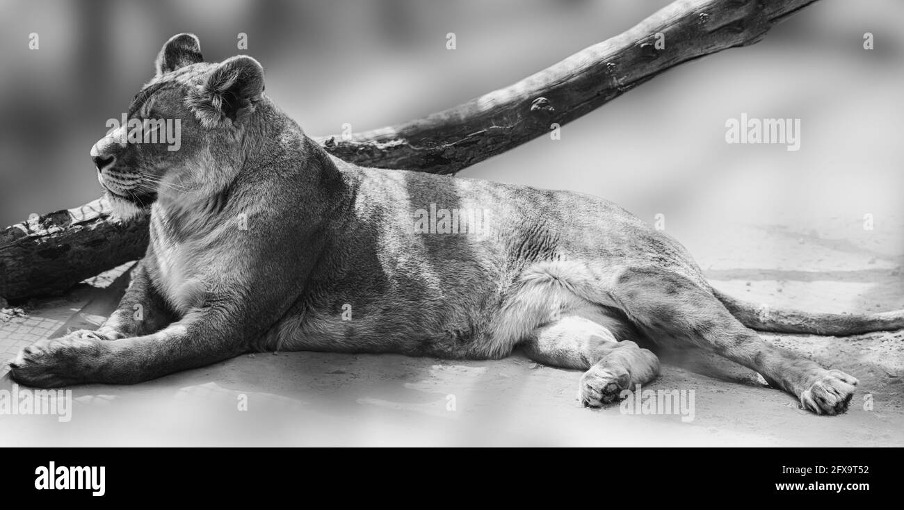 Lioness lying down on blurred sandy background. Full length black and white portrait. Close grayscale view on relaxed lion female with selective focus Stock Photo