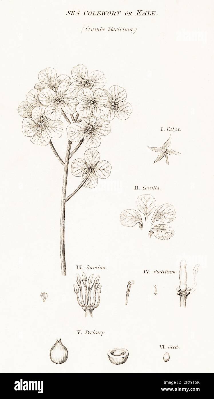 Copperplate botanical illustration of Sea Kale / Crambe maritima from Robert Thornton's British Flora, 1812. Former food source. Stock Photo