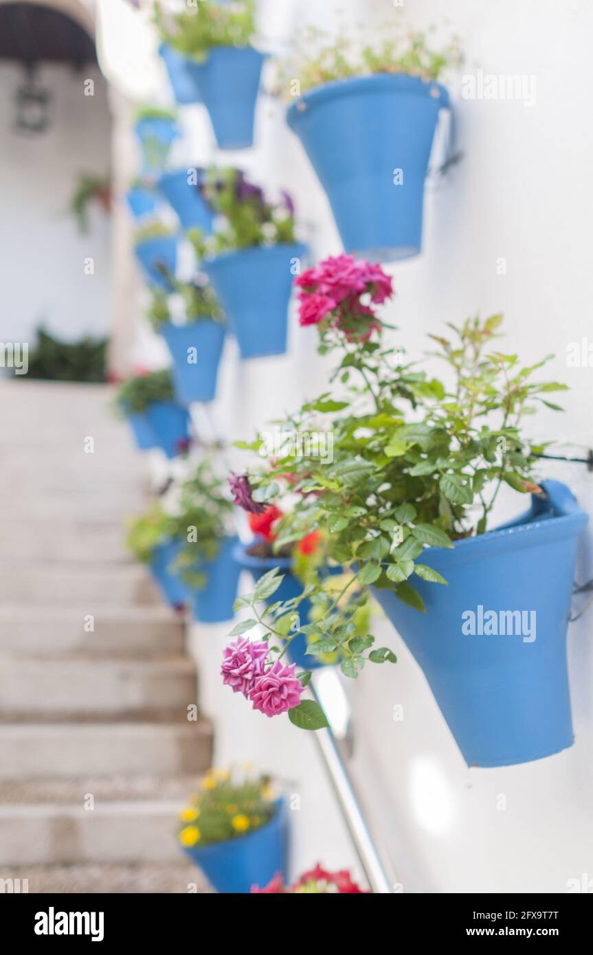 Selective focus of beautiful geranium flowers in pots on the white-painted wall in Cordoba, Spain Stock Photo