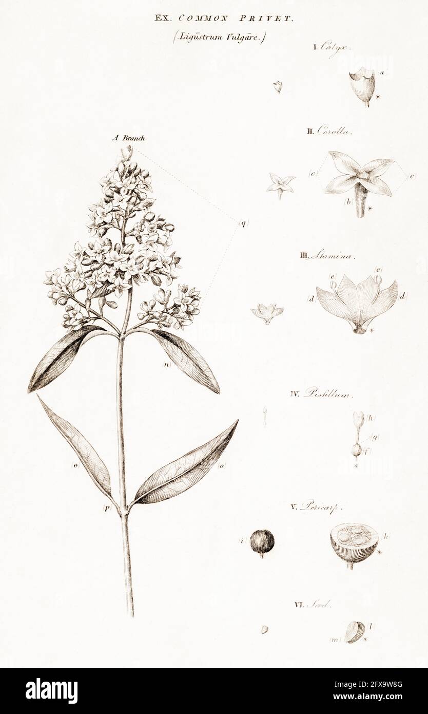 Copperplate botanical illustration of Common Privet / Ligustrum vulgare from Robert Thornton's British Flora, 1812. Poisonous plant used in old times. Stock Photo