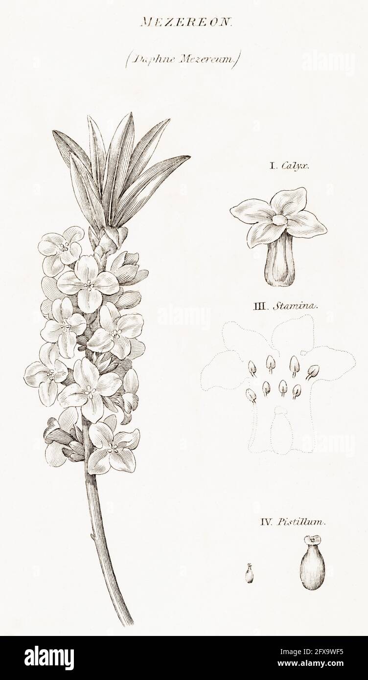 Copperplate botanical illustration of Mezereon / Daphne mezereum from Robert Thornton's British Flora, 1812. Once used as a medicinal plant in cures. Stock Photo