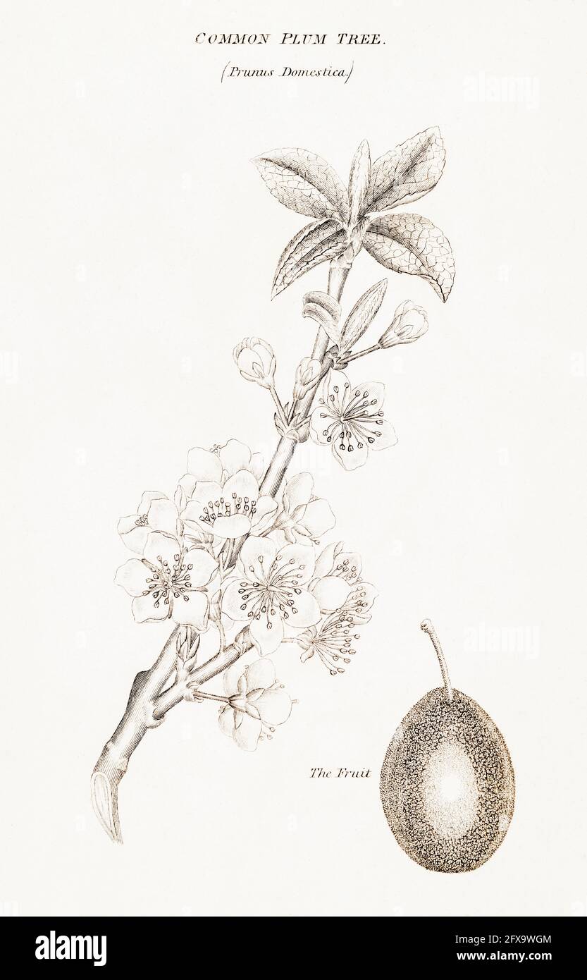 Copperplate botanical illustration of Plum / Prunus domestica from Robert Thornton's British Flora, 1812. Used in food and for medicine in old times. Stock Photo