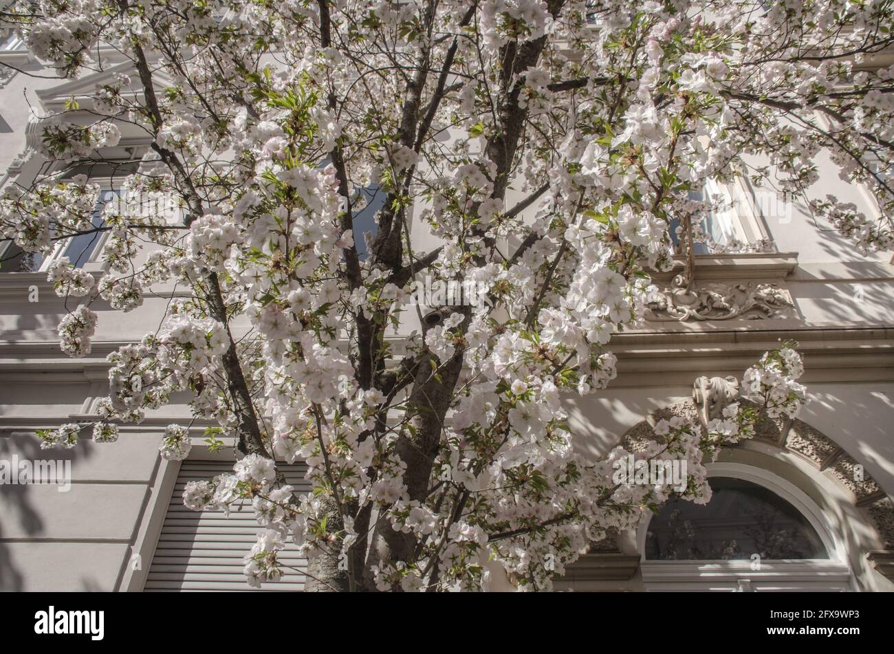 Bonn- weiße Kirschblüten Stock Photo