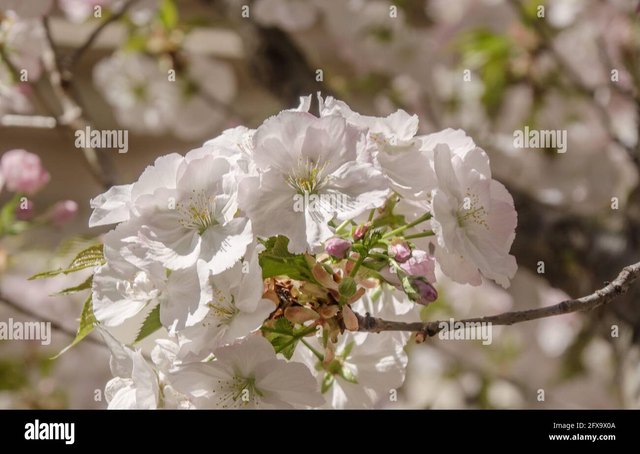 Weiße Kirschblüte Stock Photo