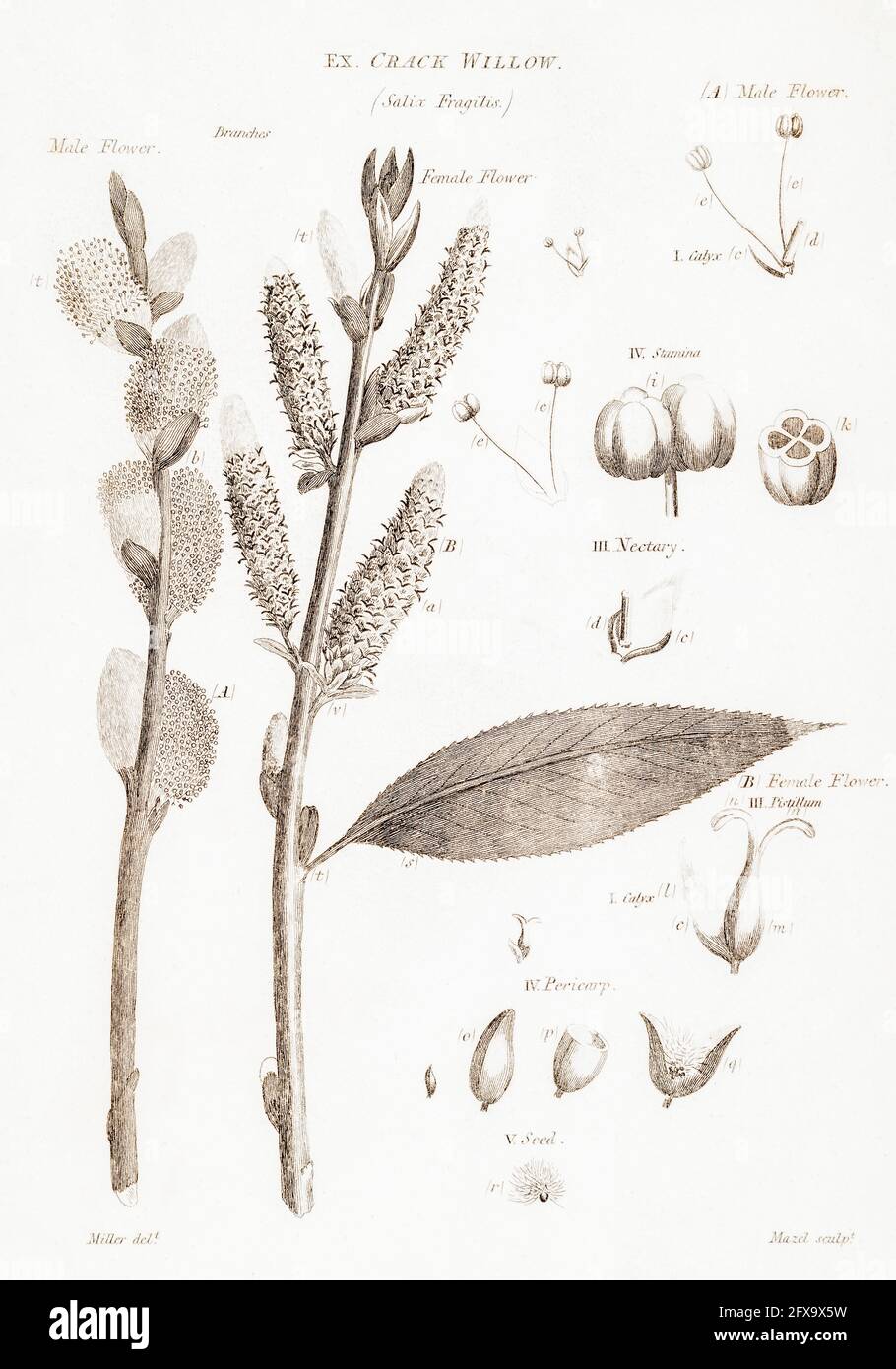Copperplate botanical illustration of Crack Willow / Salix fragilis from Robert Thornton's British Flora, 1812. Once used as a medicinal plant. Stock Photo