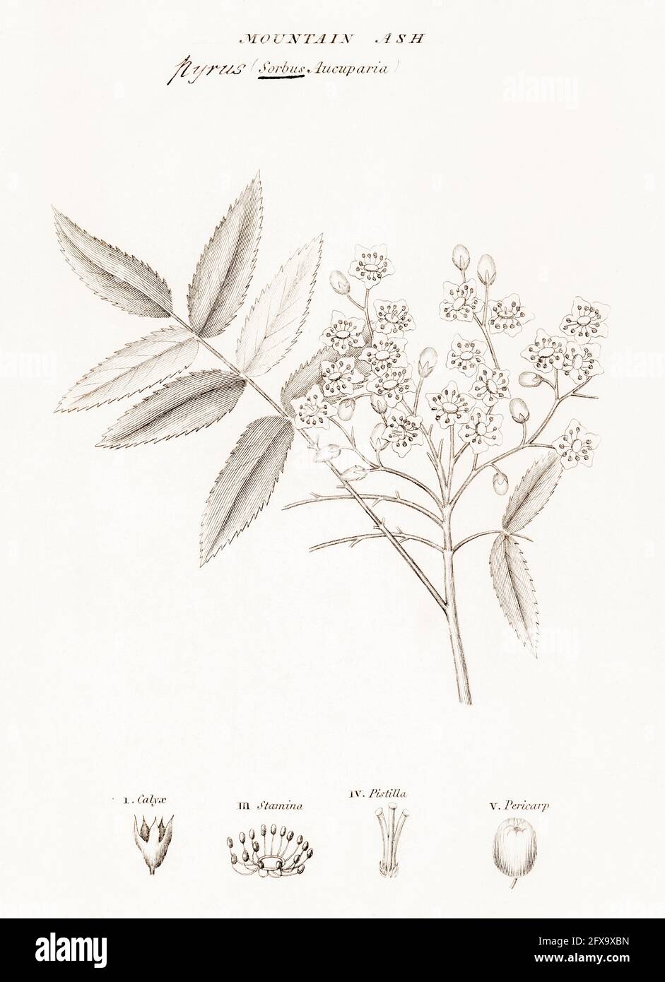 Copperplate botanical illustration of Mountain Ash / Sorbus aucuparia from Robert Thornton's British Flora, 1812. Formerly used as a medicinal plant. Stock Photo