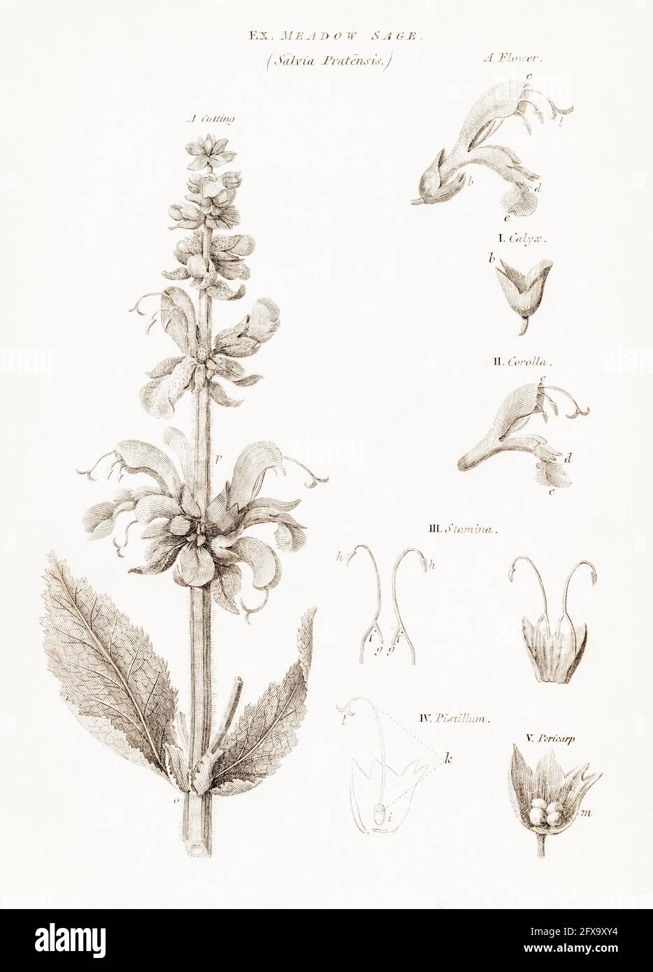 Copperplate botanical illustration of Meadow Clary / Salvia pratensis from Robert Thornton's British Flora, 1812. Once used as a medicinal plant. Stock Photo