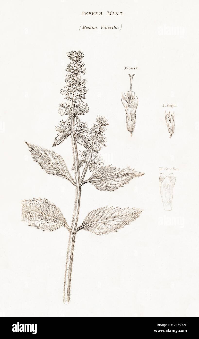Copperplate botanical illustration of Peppermint / Mentha piperita from