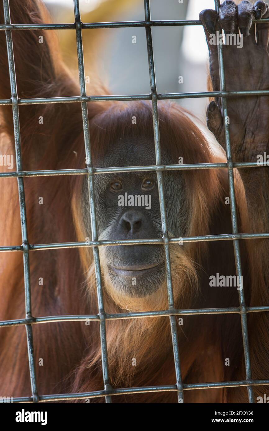 Animals, zoo, captivity Stock Photo Alamy